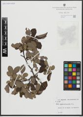 Foto von Salix appendiculata Vill.
